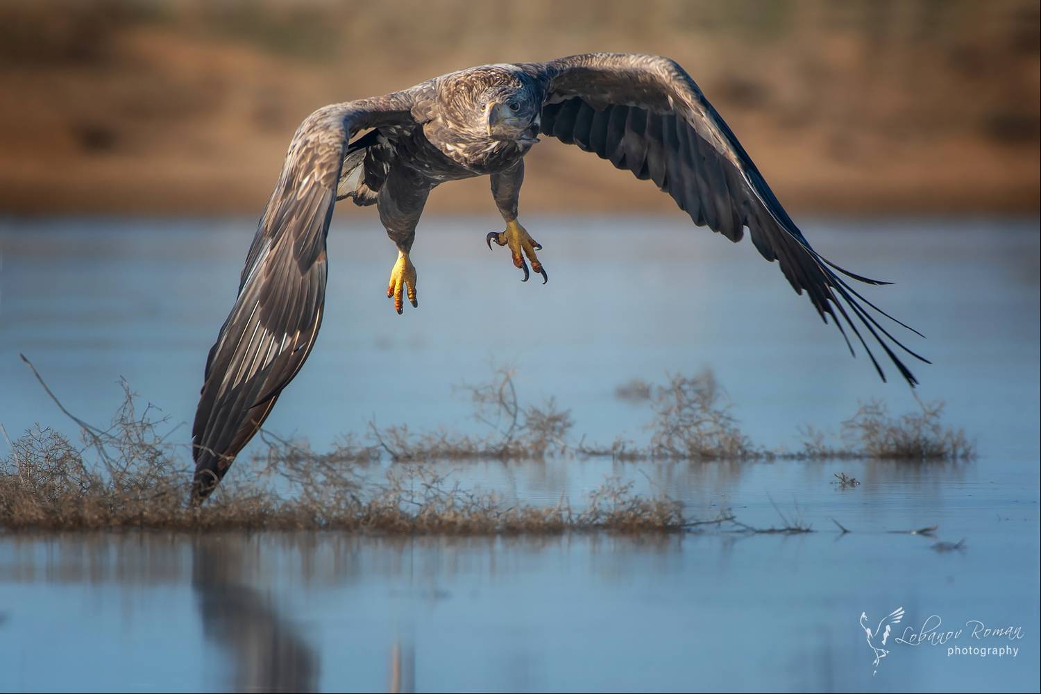 , Лобанов Роман