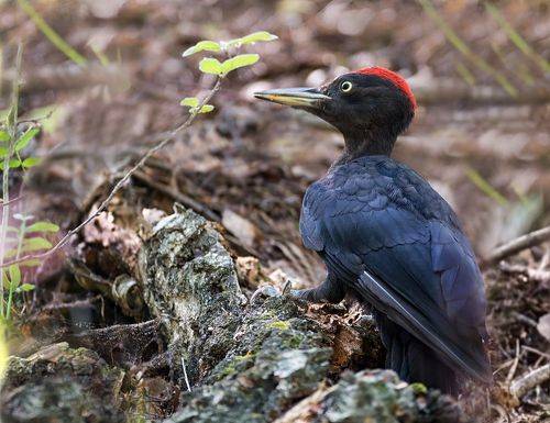 Желна.. своя охота.