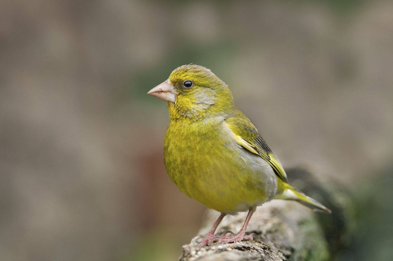 , Евгени Стефанов