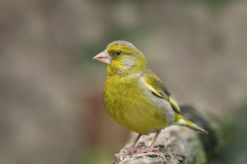 Зеленушка фото превью