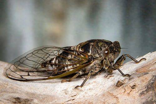 Dog-day Cicada