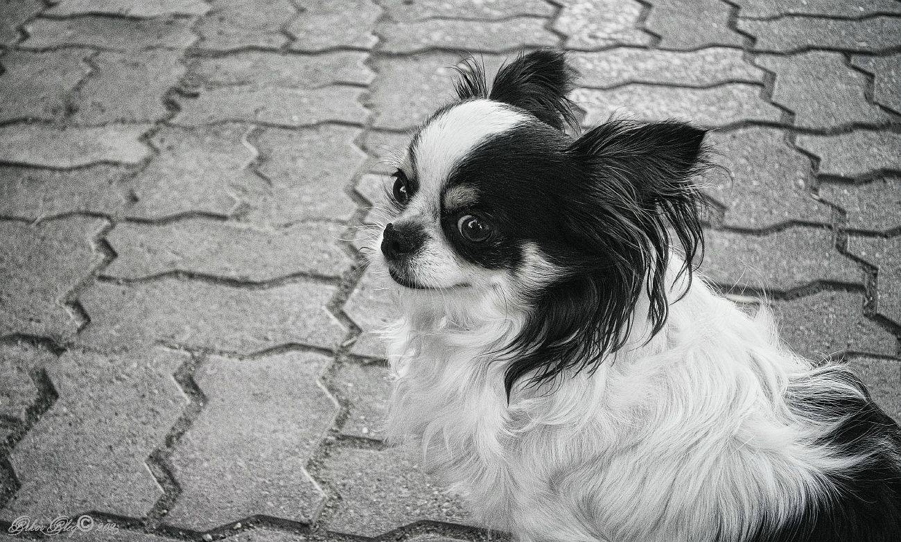 , Орлов Олег