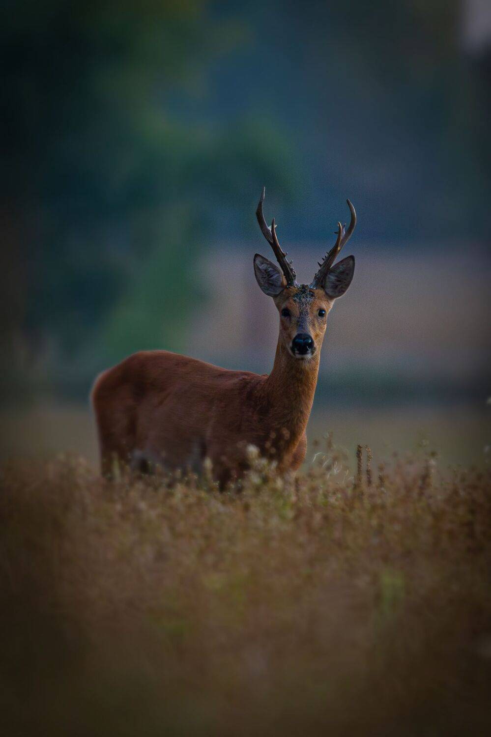 , Гильманов Артур