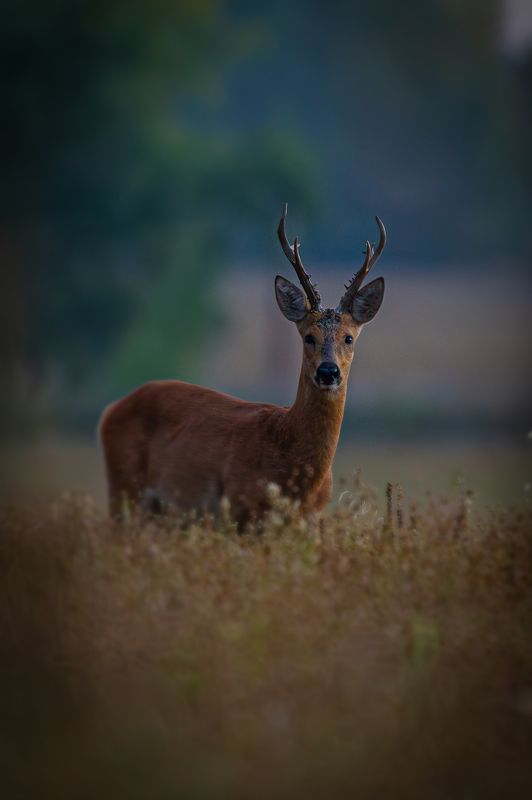 Косуля фото превью