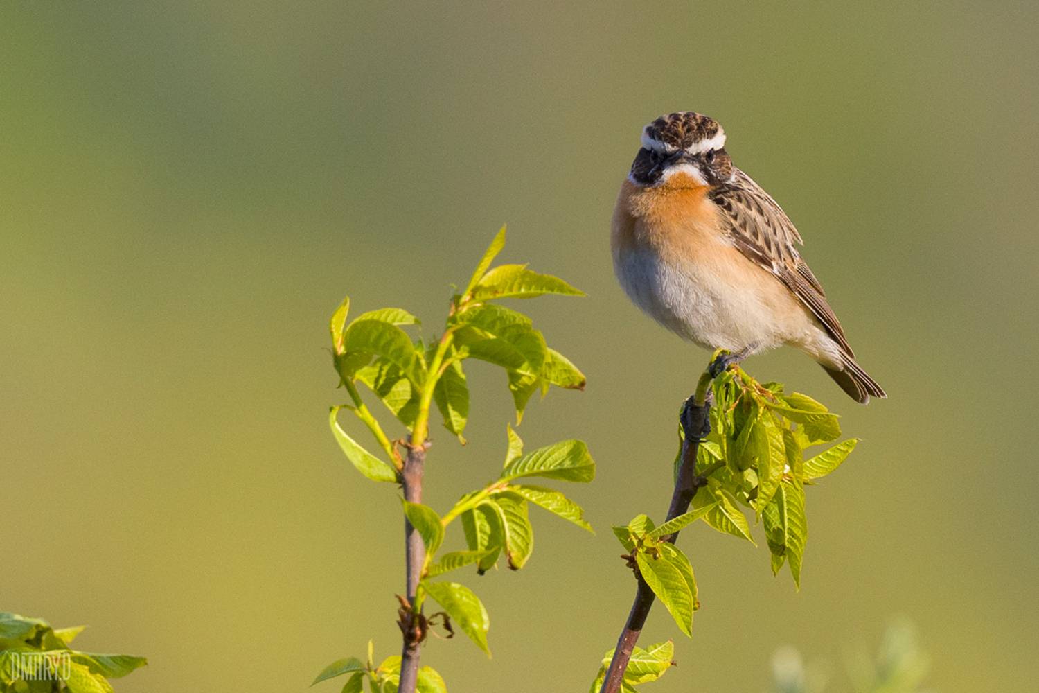 , Дмитрий Доронин
