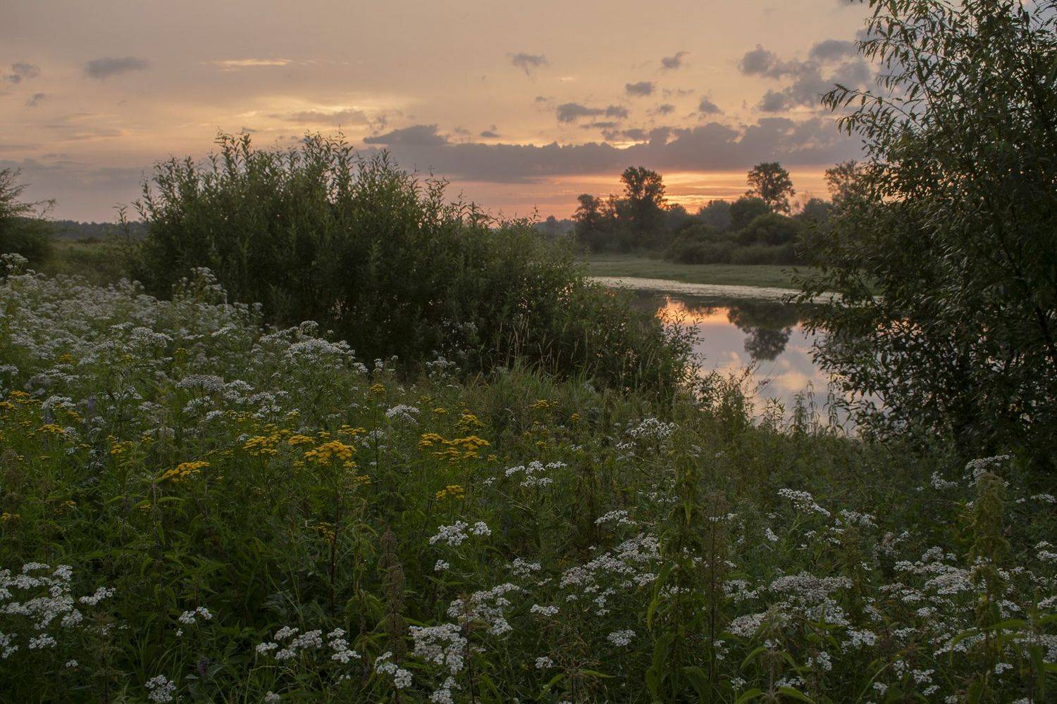 Рассвет, озеро, луг, цветы, отражение, лето, трава, зелень, Галина Луценко