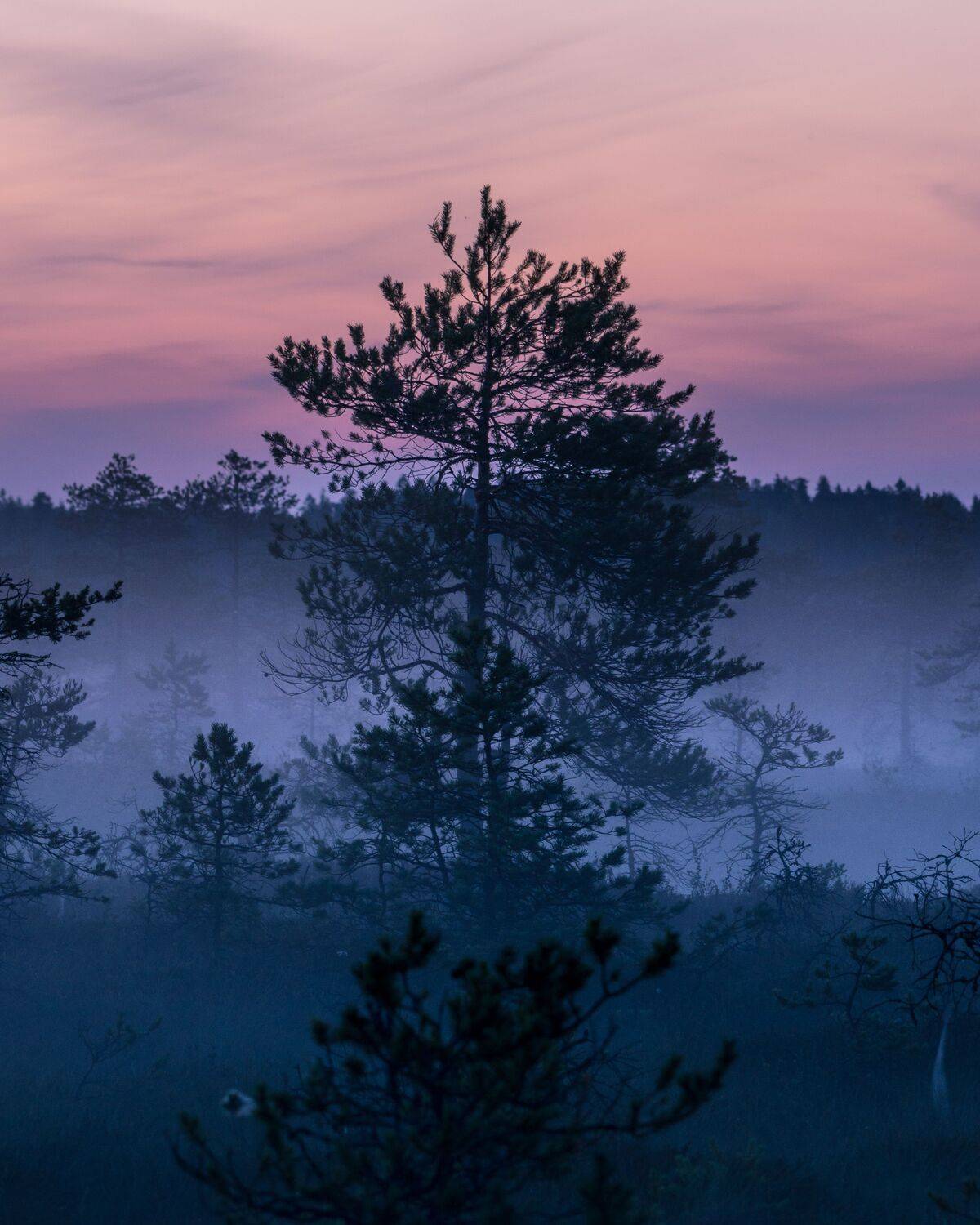 #eesti, #estonia, #visitestonia, #visiteesti, #harjumaa, #visitharju, #visitharjumaa, #k&otilde;nnusuursoo, #eestirabad, #beautifuldestinations, #foggynight, #fog, #foggyevening, #gradient, #moonlight, #estonia_at_night, #pentax, #pentaxlens, #purplesky, #shades, Nikolai Mordan