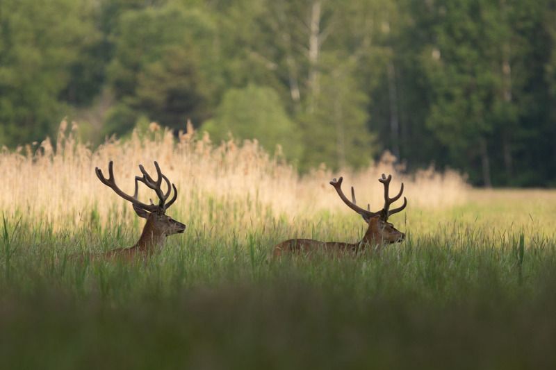 ssaki,las,fauna,dzika przyroda,fotografia Jelenie фото превью