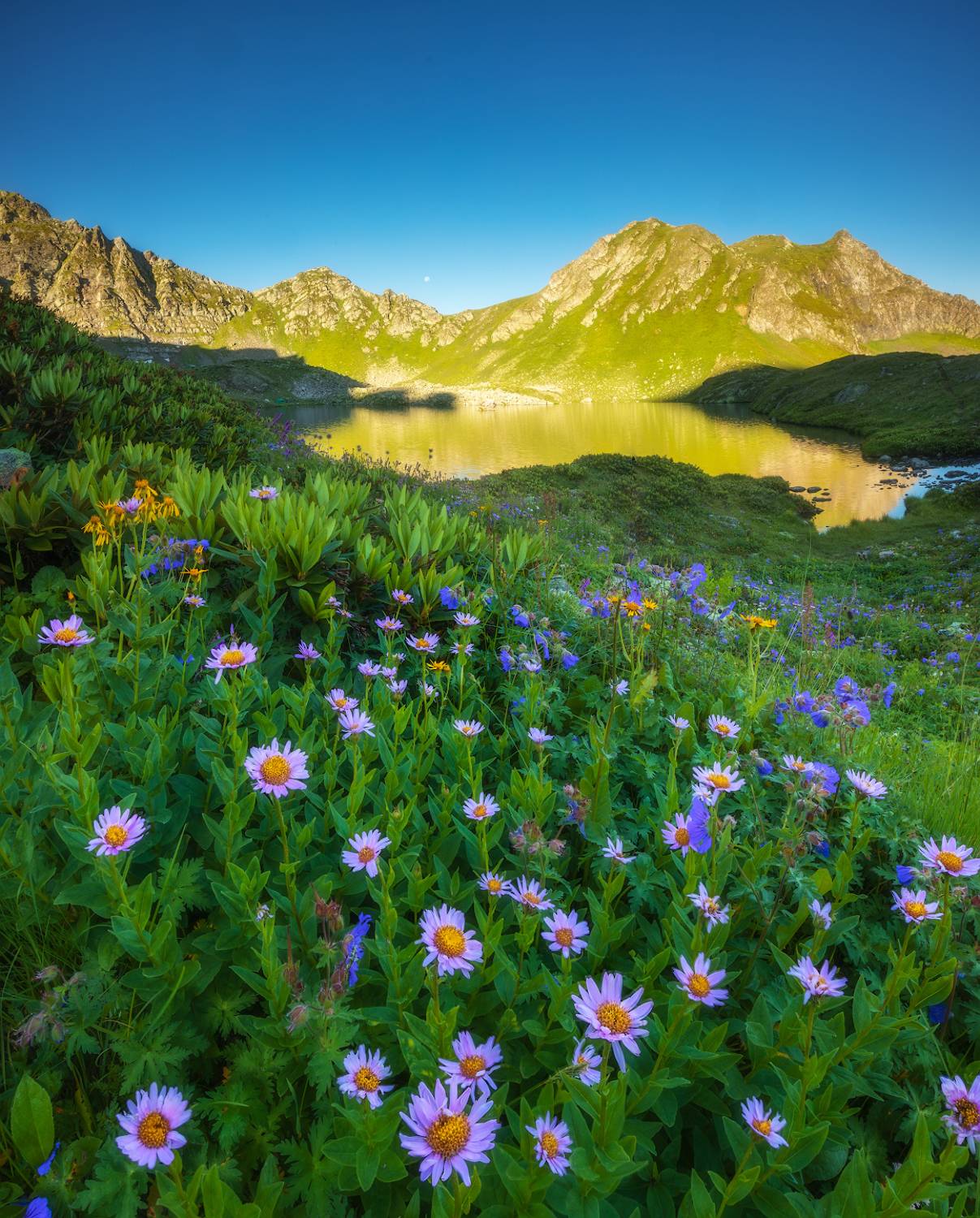 горы, кавказ, цветы, Марголин Алексей