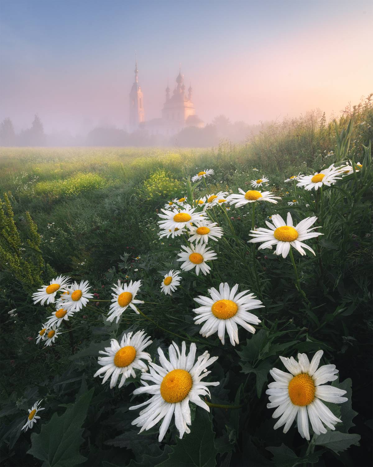 , Политова Анна