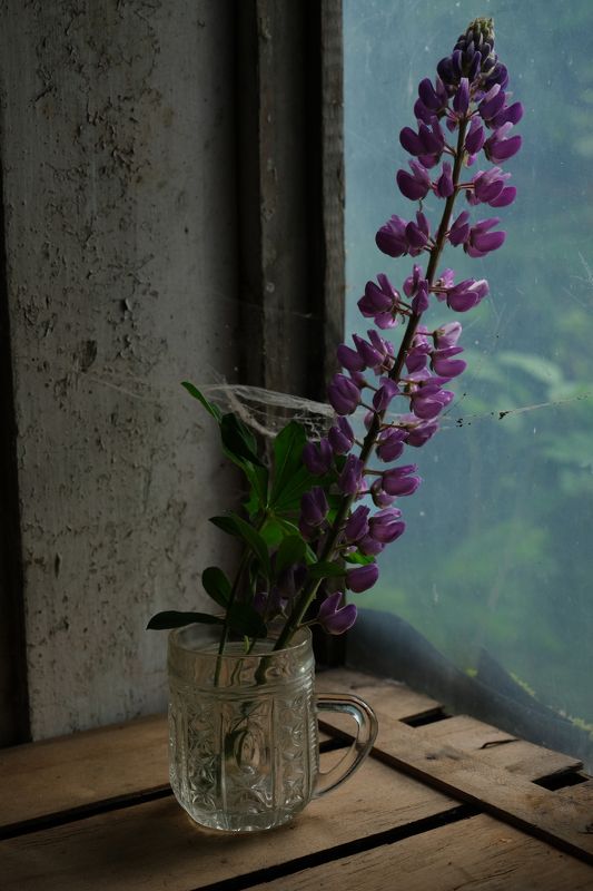 Забытый фото превью