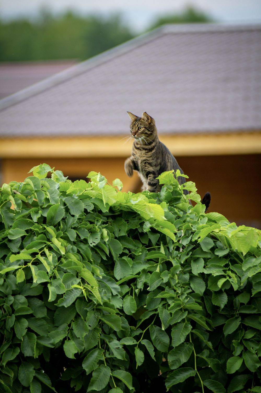 , Сергей Фаренюк