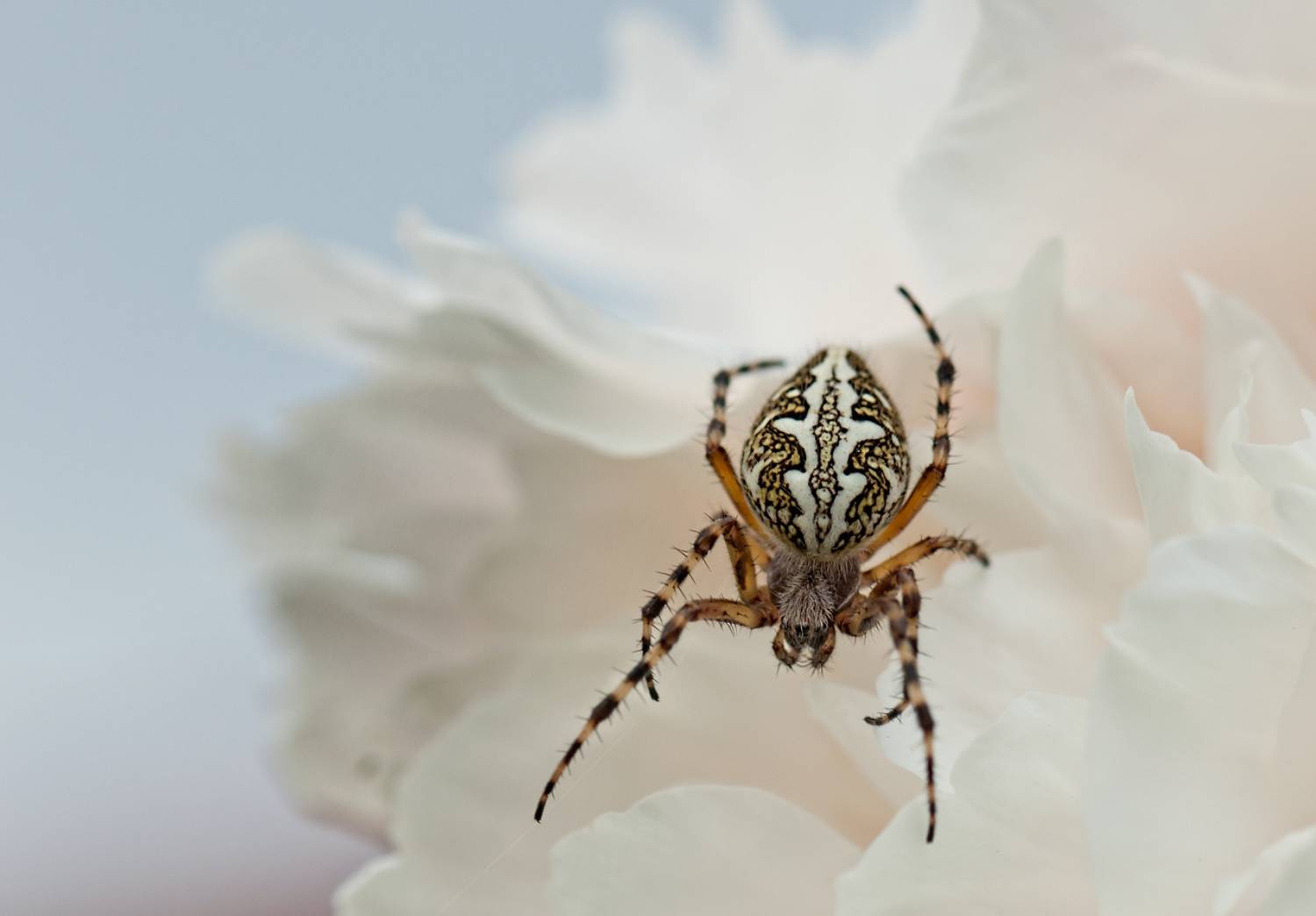 макро, паук, цветок, Олег Тыркин