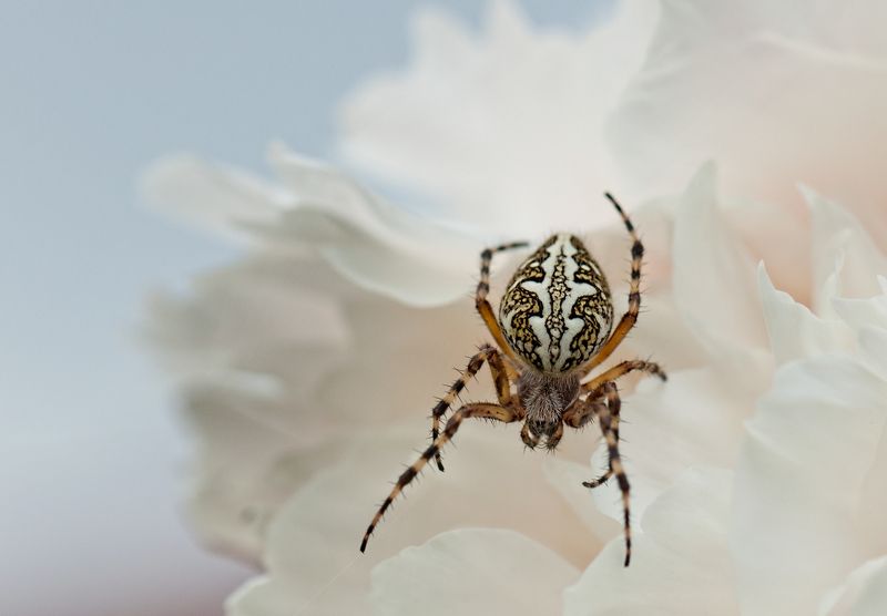 макро, паук, цветок *** фото превью