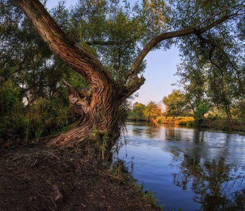 Дерево у реки