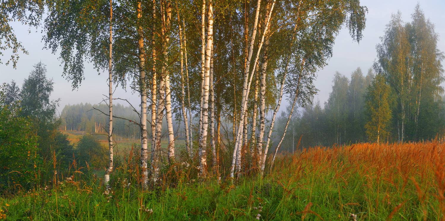 лес, туман, Александр Свистков