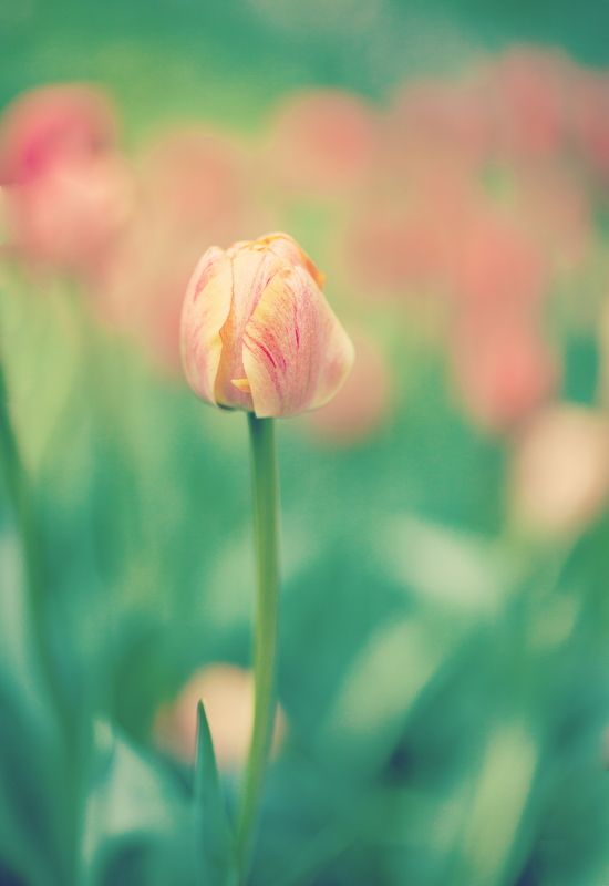 Pastel фото превью
