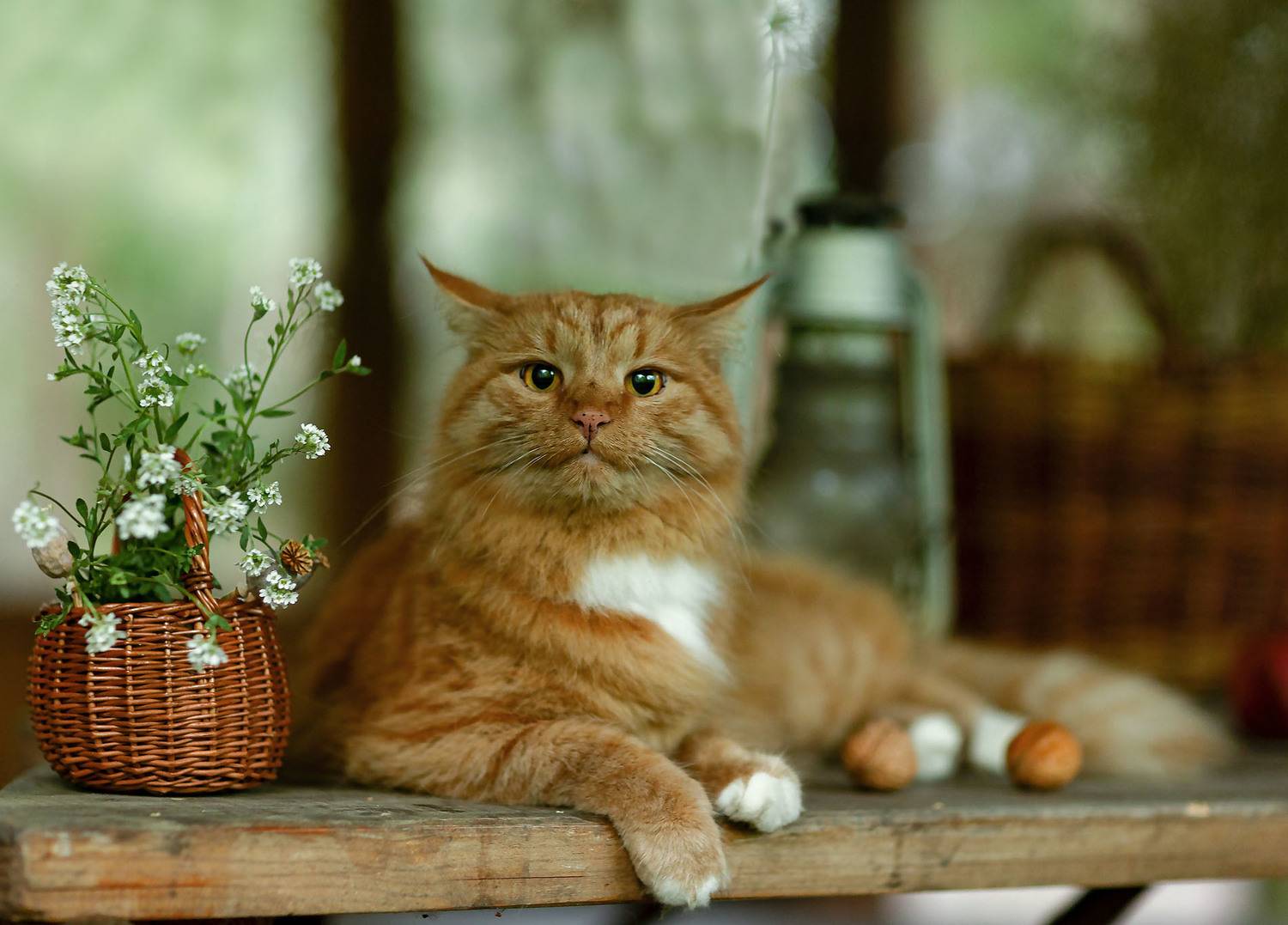 кот, рыжий, романтик, цветы,лето, дача,cat, beautiful, romantic, flowers, nature, Стукалова Юлия