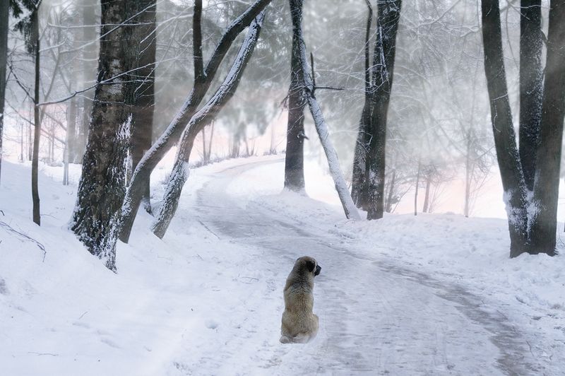 Что ты жадно глядишь на дорогу. Захарово фото превью
