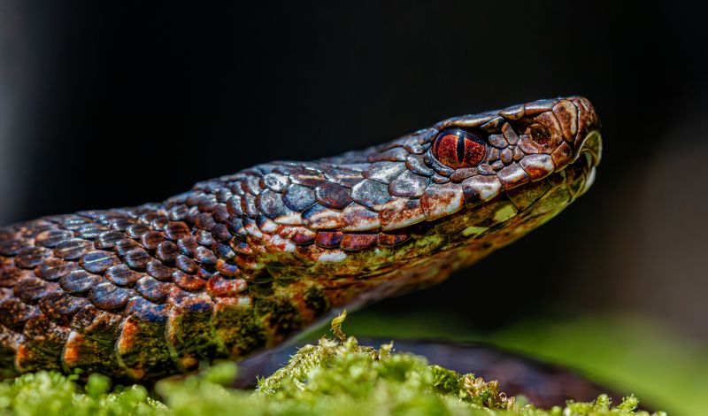 Vipera berus melanistic фото превью