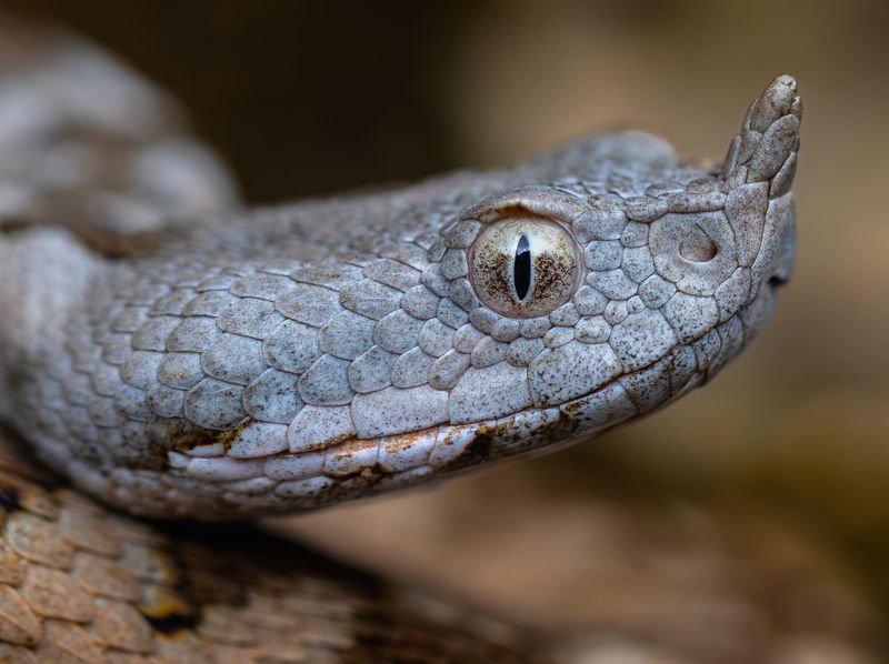 Vipera ammodytes фото превью