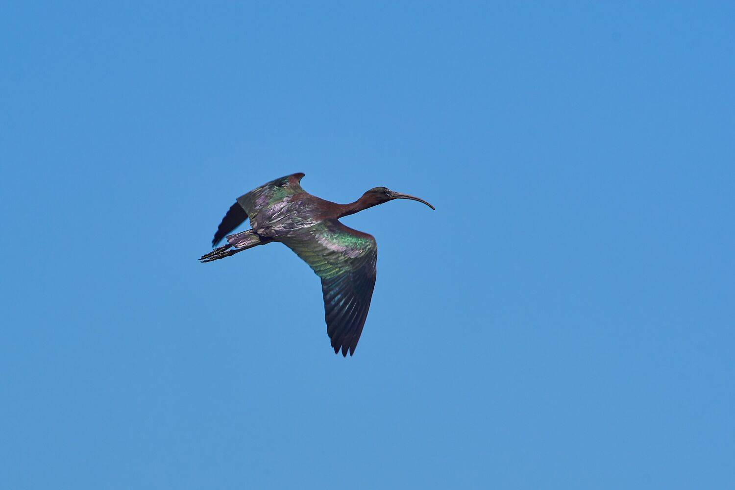 bird, birds, birdswatching, volgograd, russia, wildlife,Plegadis falcinellusб, Сторчилов Павел