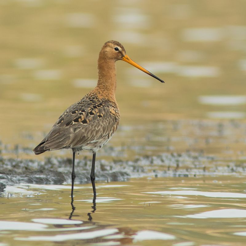 большой веретенник Большой веретенник фото превью
