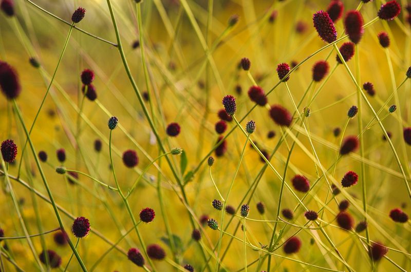 цветы, лето, цвет желтый Август фото превью