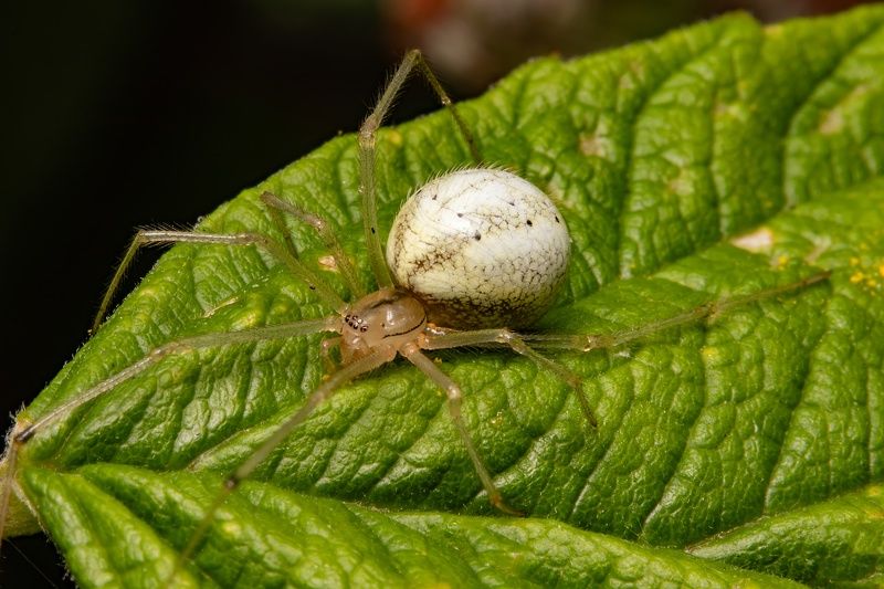 Theridion фото превью