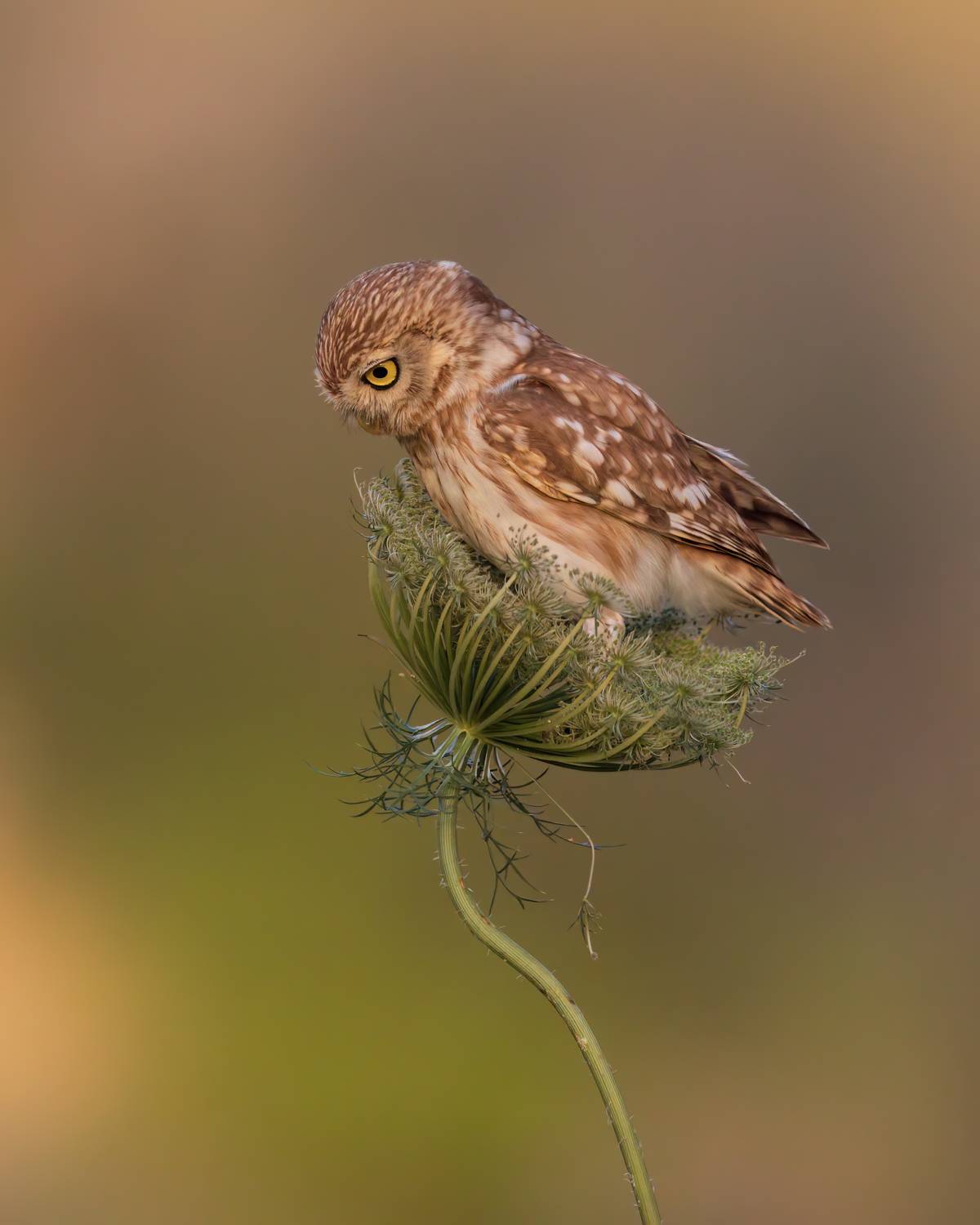 , Фруман Евгений