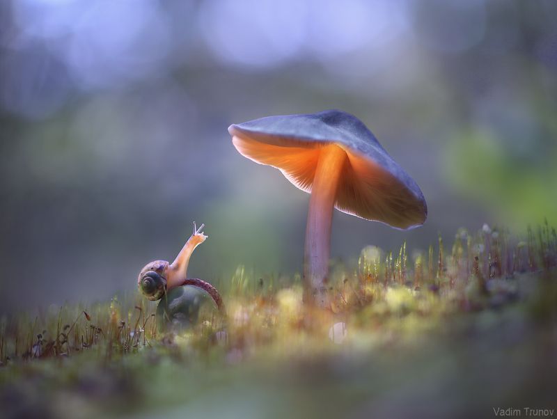 улитка, гриб, макро *** фото превью