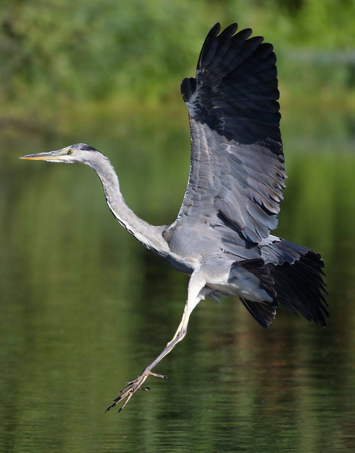 серая цапля, цапля, птицы, фото птиц, в полете, Александр Шипиленко