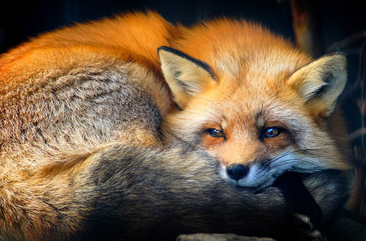 , Алексей Родак