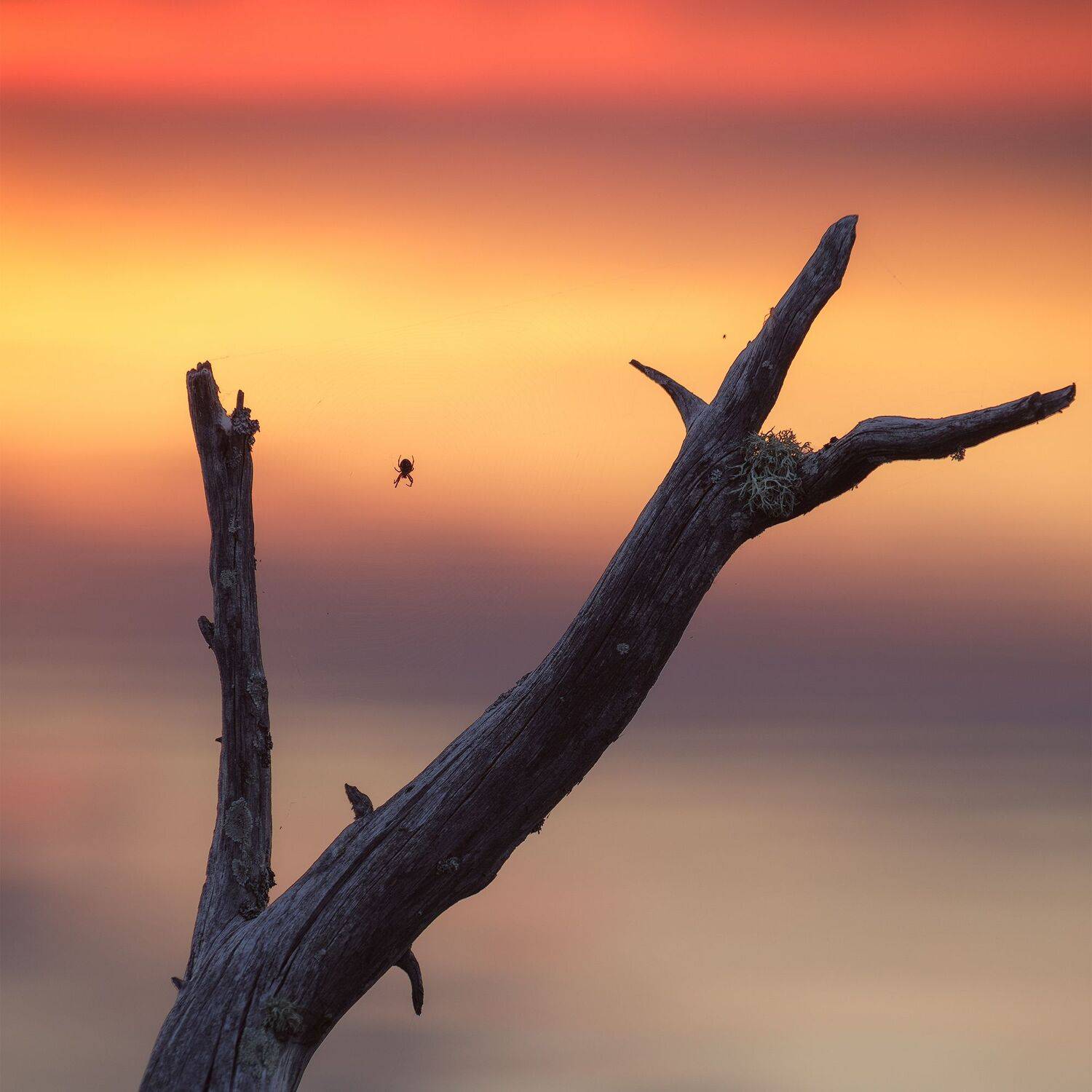 пейзаж, закат, сосны, болото, север, landscape, sunset, swamp, north, pines, lake, озеро, паук, паутина, spider, Чаланов Иван