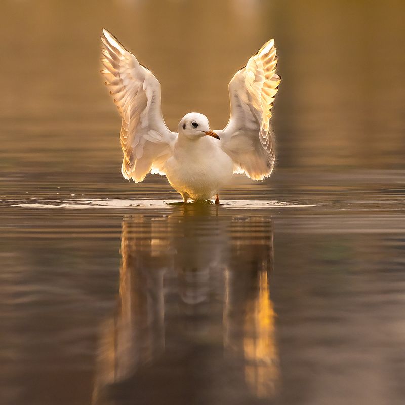 Gull фото превью