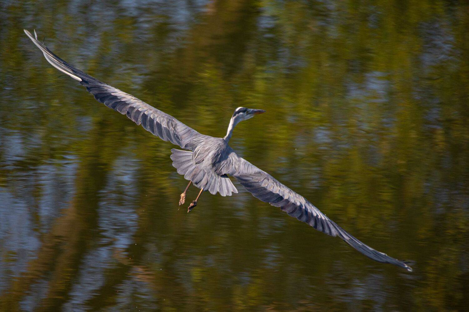 Серая цапля птицы Ardea cinerea, Гильманов Артур