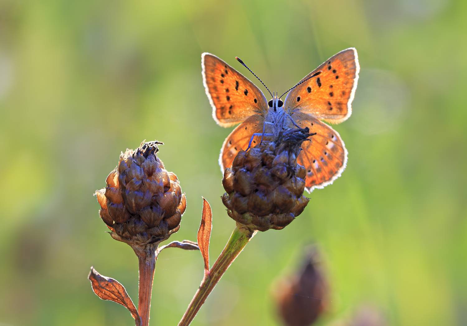 насекомые, бабочка, голубянка, червонец, огненный, лето, август, Борис Новиков