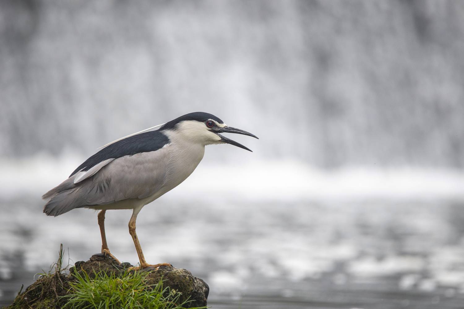 Wildlife, Wild, Nature, Wate, Bird, Animal, animal, birdwatching, heron, waterfall, river, Damian Cyfka