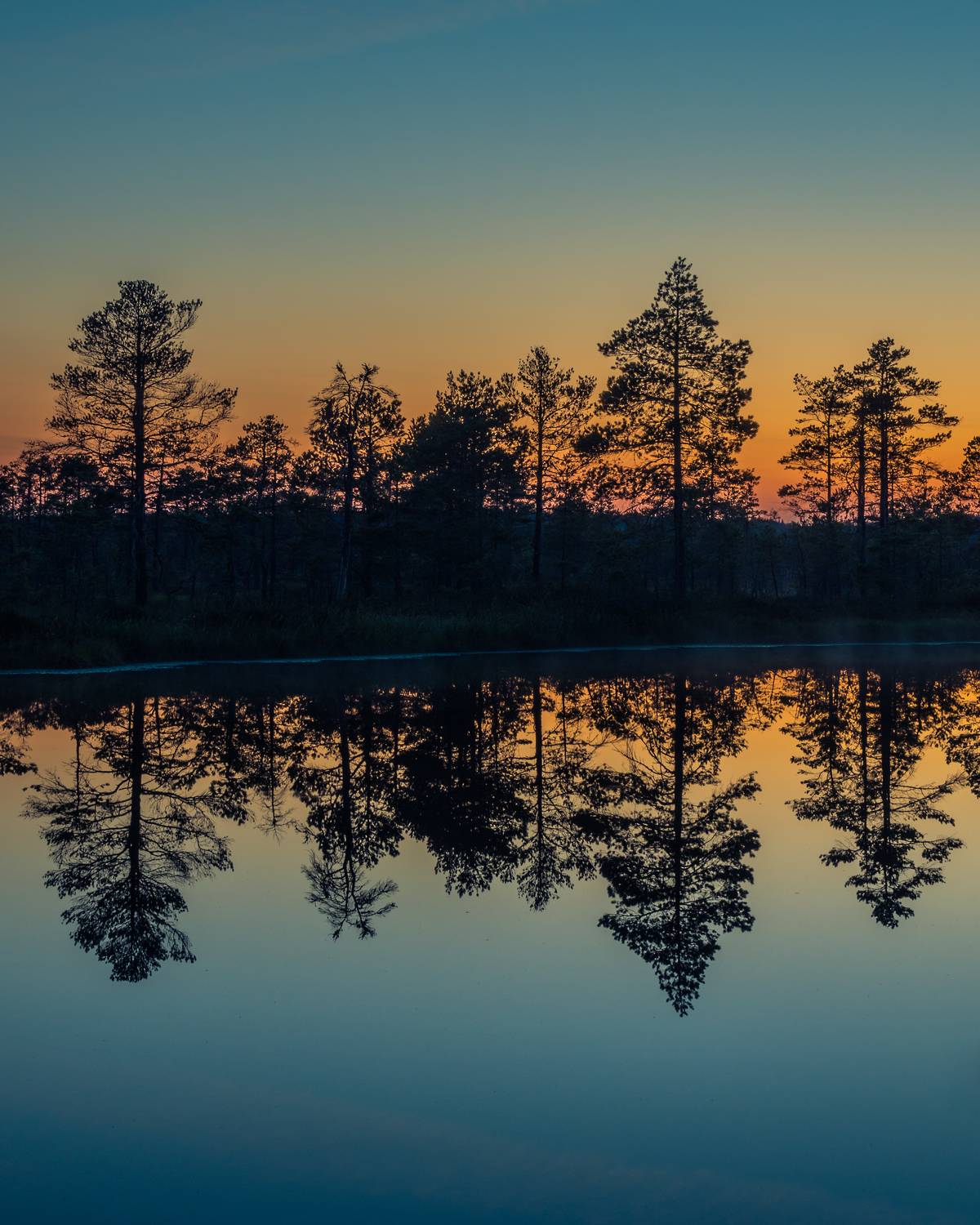 #estonia, #estoniabogs, #nature_of_estonia, #naturephotography, #naturelovers, #sunrise_sunset_photogroup, #sunriseoftheday, #foggymorning, #foggy, #goldenlight, #goldensunrise, #bog, #bogsofestonia, #k&otilde;nnusuursoo, #hikingtrails, #goldenhour, #goldengram,, Nikolai Mordan