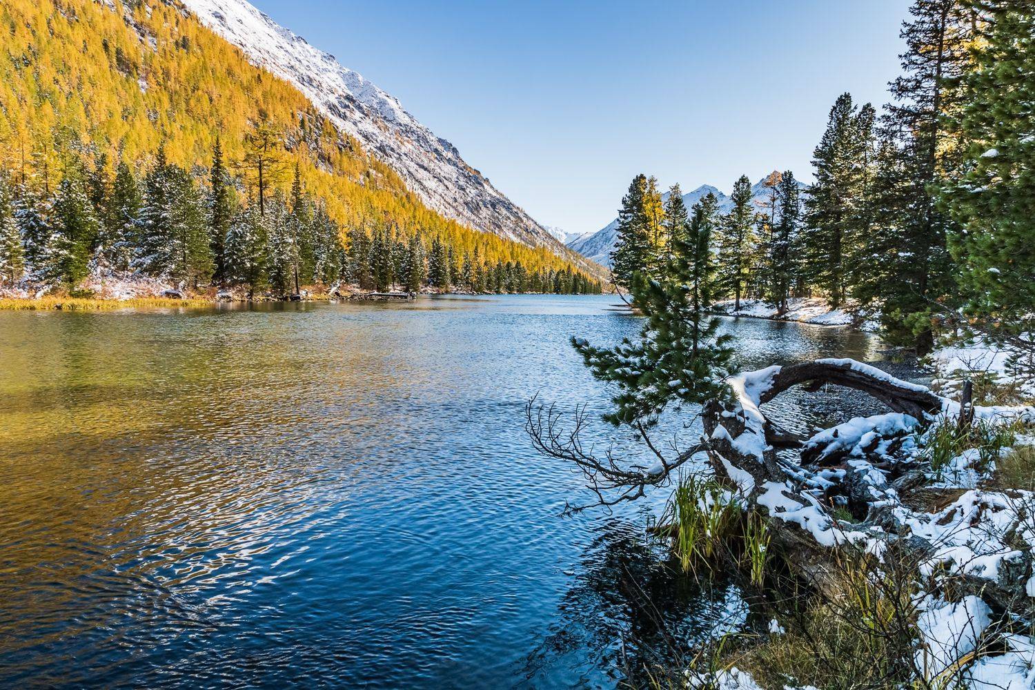 , Лариса Дука