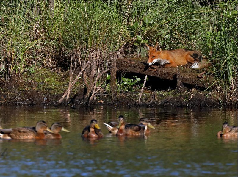 Хоть видит око, да зуб неймёт фото превью