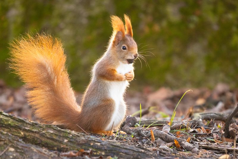 Squirrel фото превью