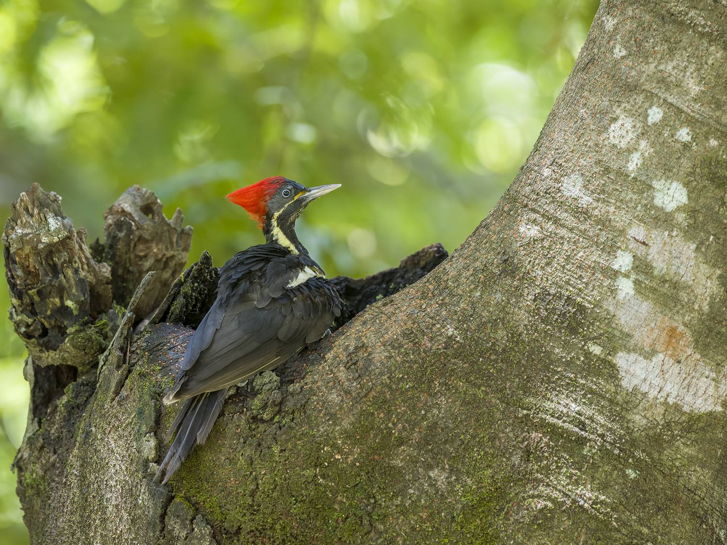 , Burgalin Sequeira Fernando