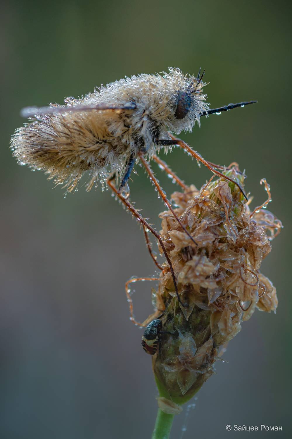 , Роман Зайцев
