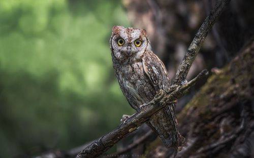 Сплюшка-сплюша-сплюшечка