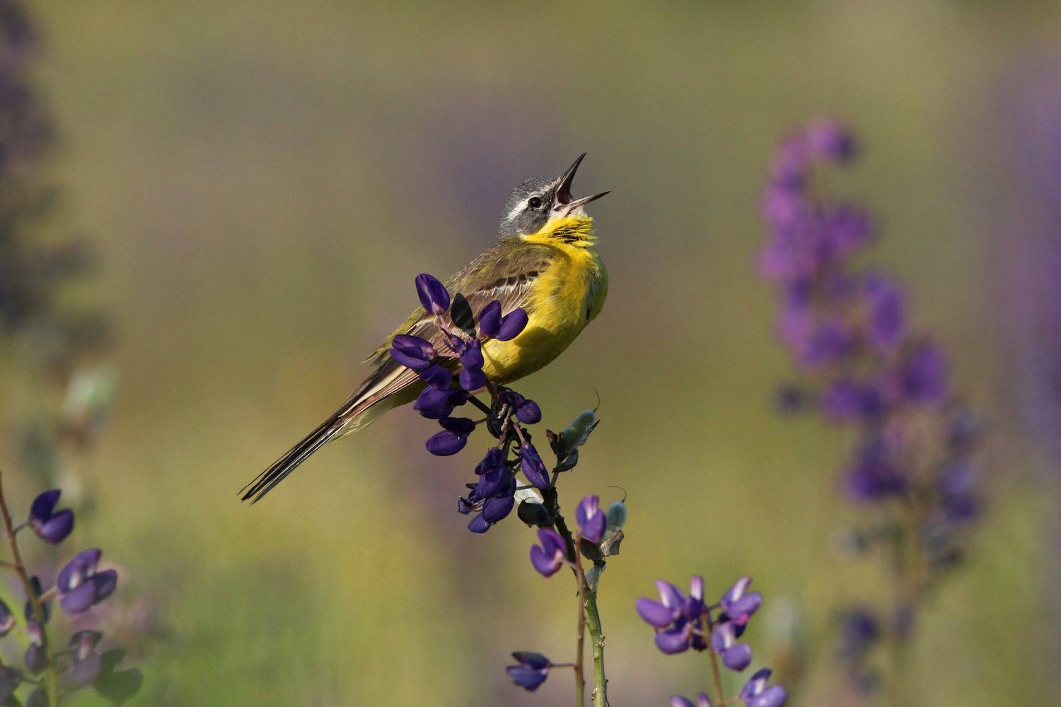 жёлтая трясогузка, трясогузка, motacilla flava, yellow wagtail, wagtail, Бондаренко Георгий