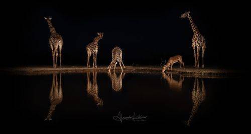 Четыре плюс один...