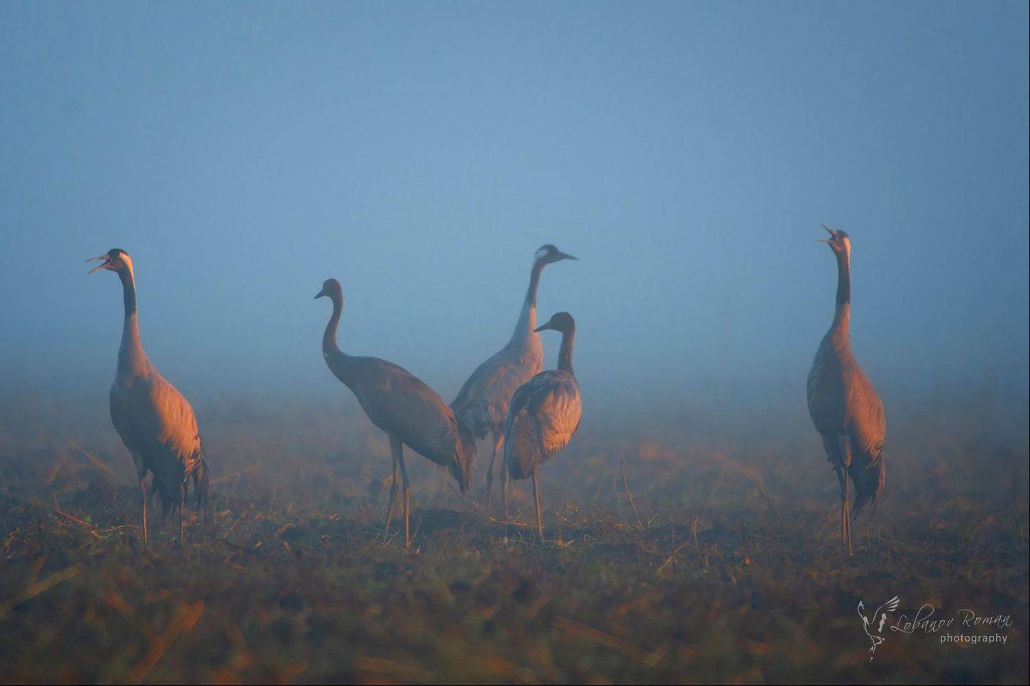, Лобанов Роман