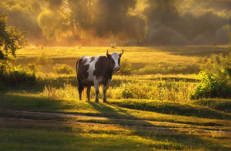 Пора домой  фото превью