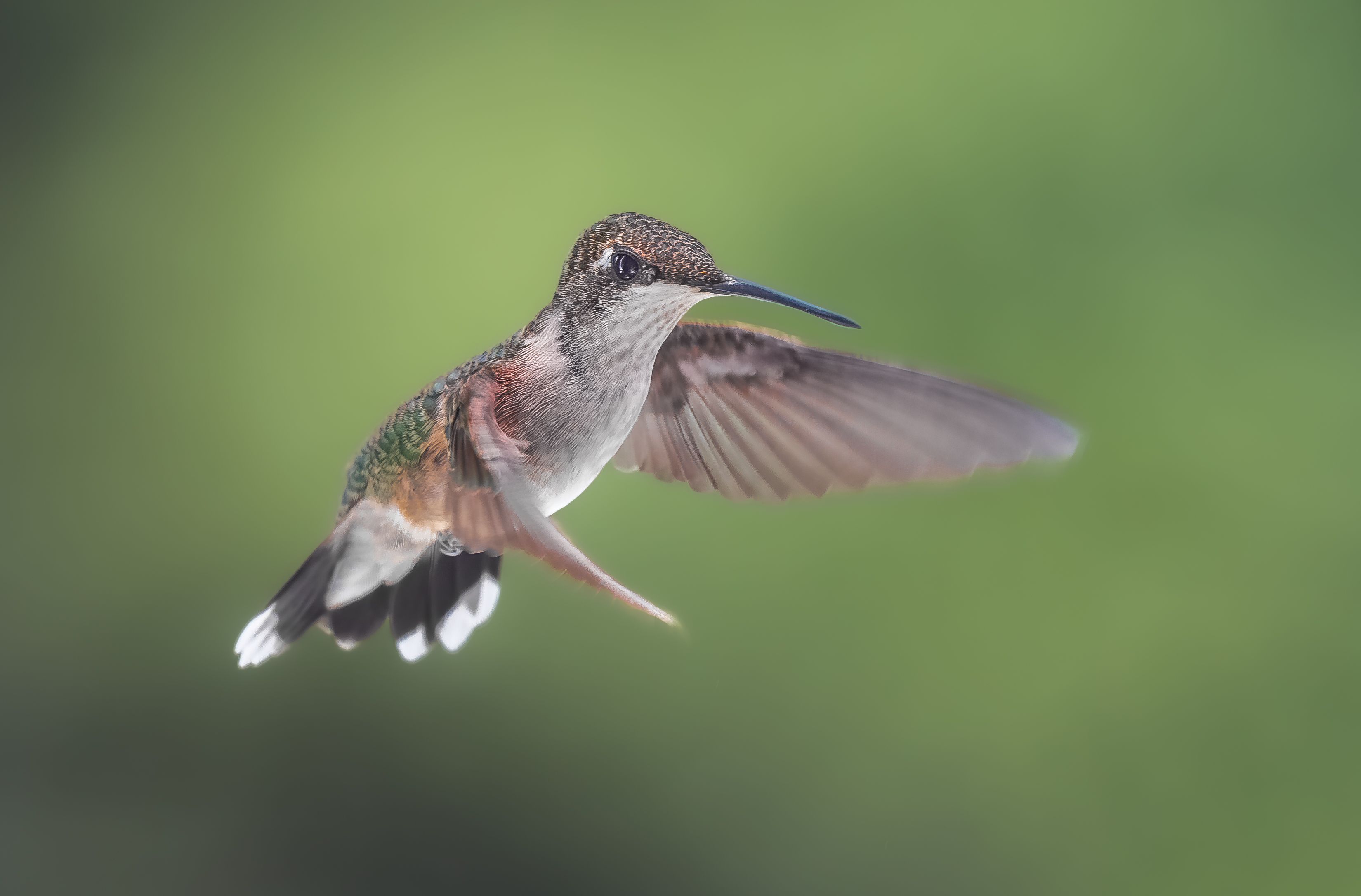 bird, humming, hummingbird, hummingbirds, hummer, rufous, nature, animals, wild, action, dynamic, Atul Saluja